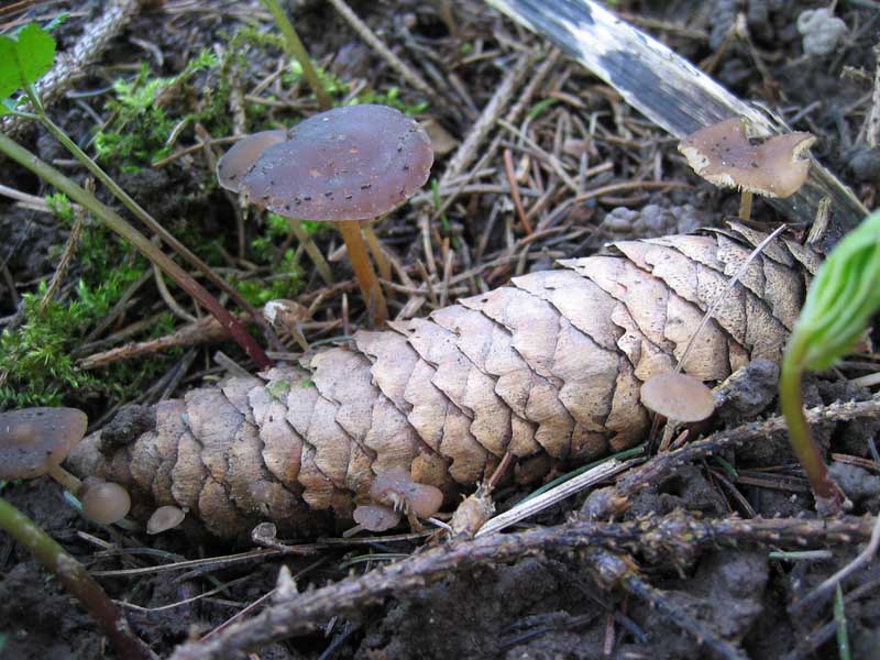 Strobilurus esculentus (Wulfen) Singer